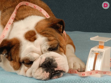 Ожирение у собаки