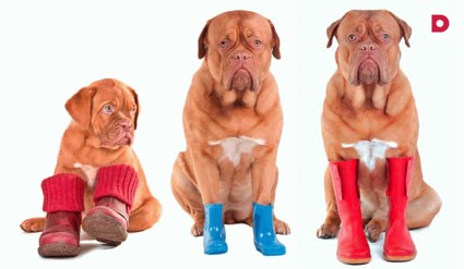 Берегите лапы смолоду