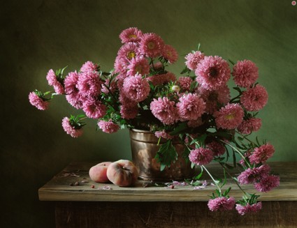 Цветы месяца: Астры