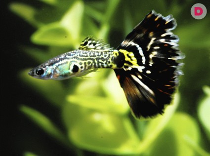 Аквариумные рыбки: уход за гуппи