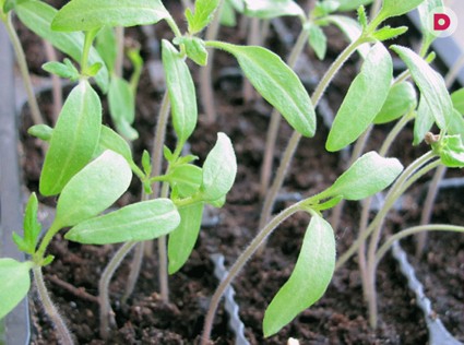 Рассада –  залог большого урожая