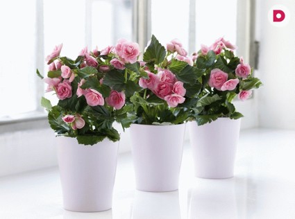 Правила ухода за бегонией элатиор. Особенности выращивания, размножение