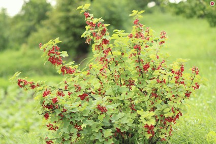 Как пересаживать кусты смородины