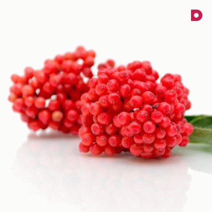 Лечебные свойства бузины красной