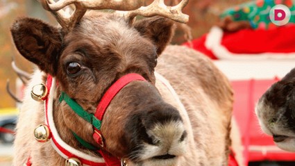 Куда поехать на Новый год: Финляндия