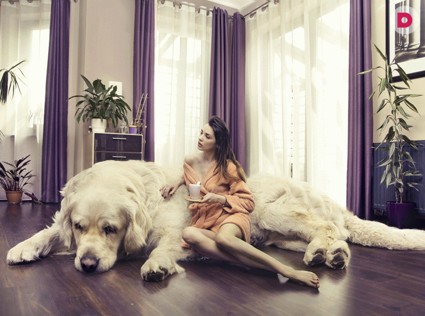 Большая собака в городской квартире: советы по уходу