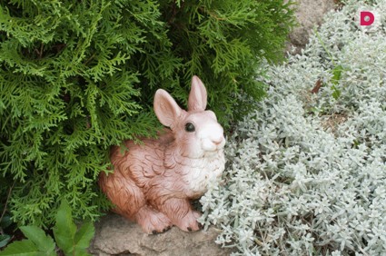 Хвойные растения для сада