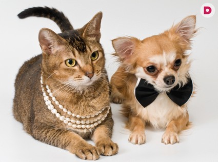 Голосуем: Кто лучший киноактер – кошка или собака?