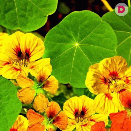 Цветки настурции: полезные свойства и противопоказания