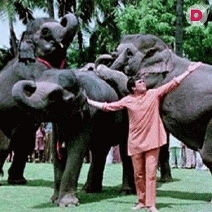 «Слоны – мои друзья»: законы джунглей