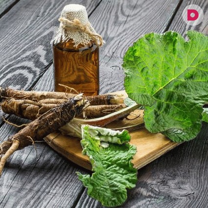 Корень лопуха: лечебные свойства