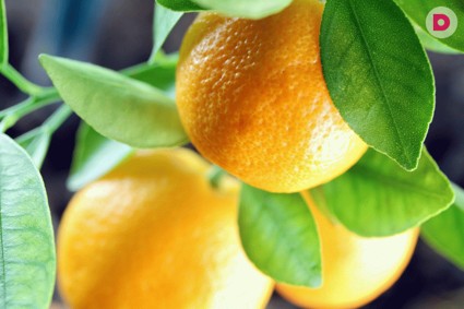 Плодоносящие комнатные растения