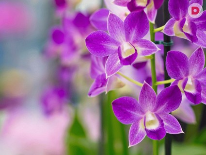 Лунный календарь растений на январь 