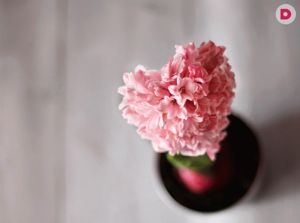 Как вырастить гиацинт в домашних условиях