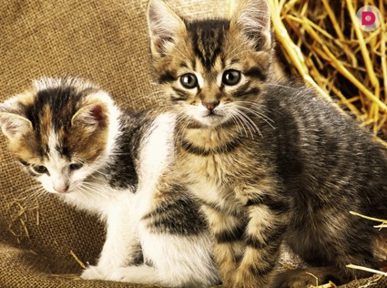 Дачные опасности: как уберечь питомца