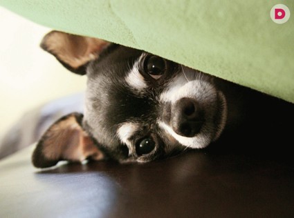 Стань героем программы «Собака в доме»!