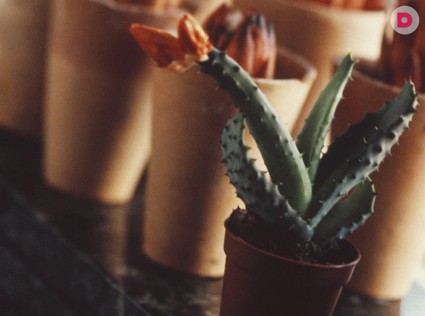 Комнатным цветам зимой не до праздников…