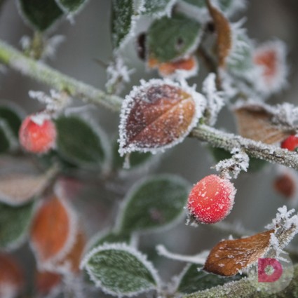 Укрываем сад на зиму: как это правильно сделать