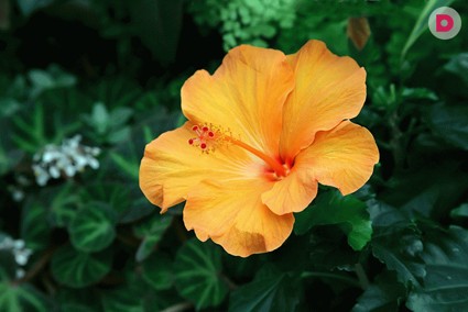 Лунный календарь растений на декабрь