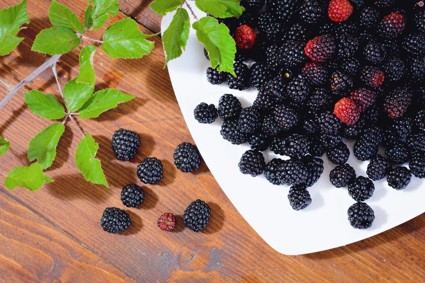 Садовая ежевика: польза и вред