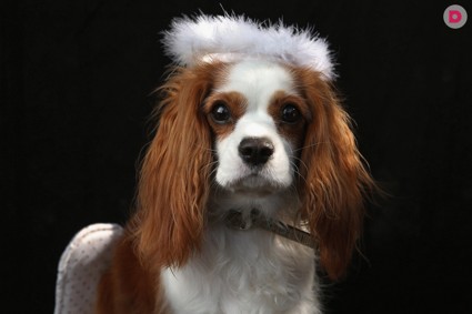 25 костюмов для собак на Хэллоуин