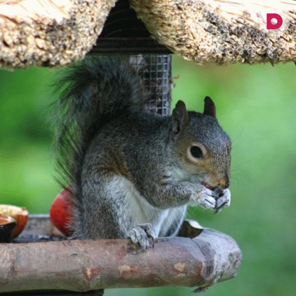 10 кормушек для диких птиц и животных