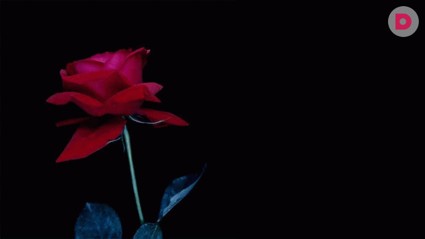 Дарите мужчинам… цветы!