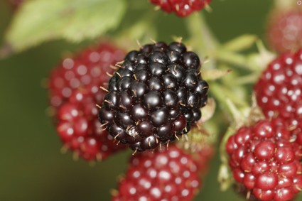 Ежевика: сорта и уход. Польза и вред садовой ежевики