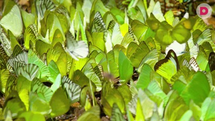 В погоне за чувственным наслаждением