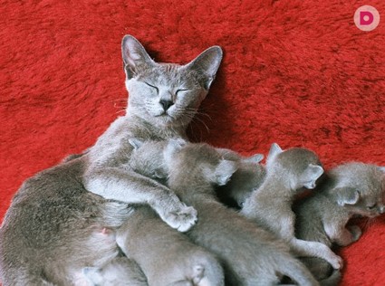 Разведение кошек: к чему готовиться