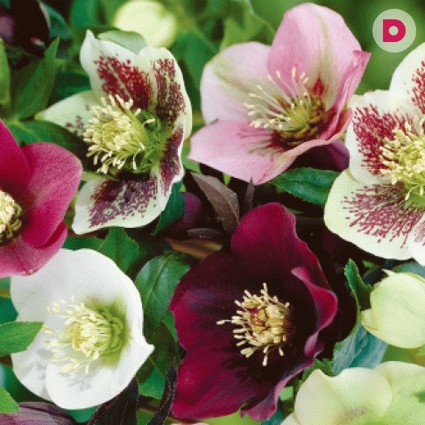 Снижение веса при помощи морозника