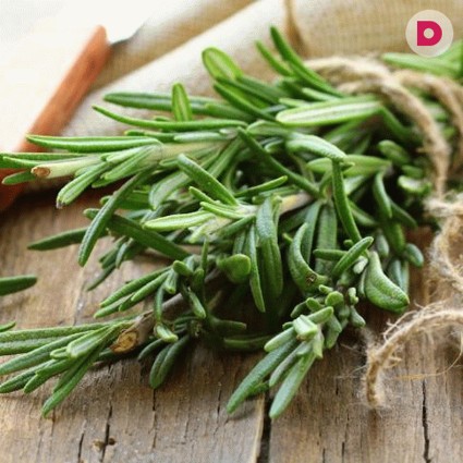 Розмарин в народной медицине