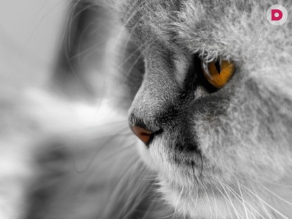 Персидская кошка: в полной комплектации