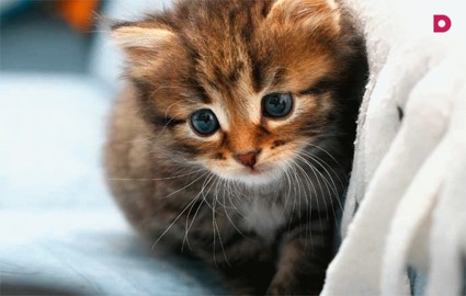 Клубок радости. Выбираем котенка