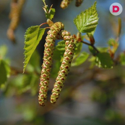 Березовые почки в косметологии: рецепты масок