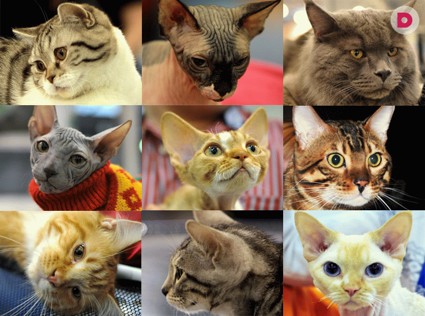 Лучшие кошки-2013