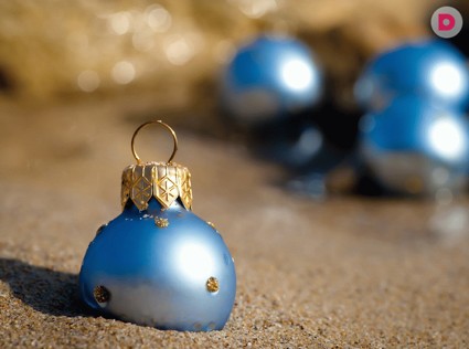 Ель и морской слон: встречаем Новый год 2013 