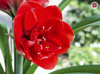 Комнатные растения: магические свойства