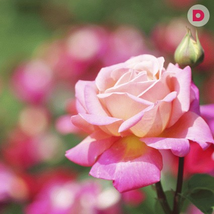 Как самостоятельно пересадить комнатную розу